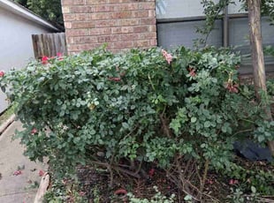 Bush Trimming by Jorge Veloz Castaneda for Daniel H. in Leander, TX