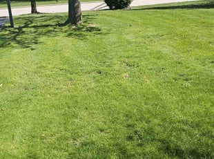 Nathaniel B.'s Lawn Maintenance service result
