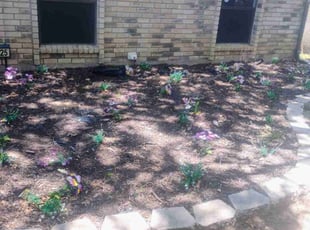 Weeding by Brian Evans for Susan y. in Arlington, TX