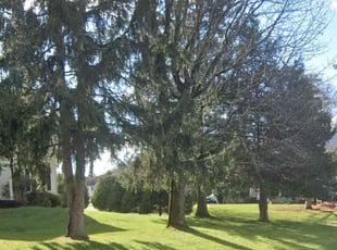 Chuck S.'s Grass Cutting service result