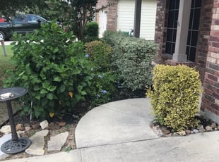 Bush Trimming by Daniel Mora for Jennifer M. in Schertz, TX