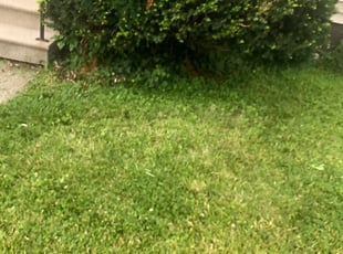 Bush Trimming by Demetrius Bennett Jr for Kimberly W M. in Cleveland, OH