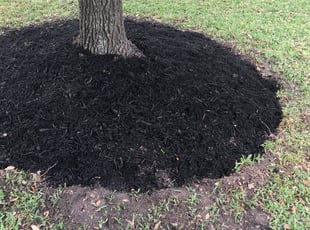 Landscaping by Sophia Paige for Conway T. in Houston, TX
