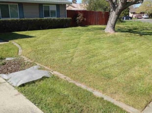 Steven F.'s Lawn Maintenance service result