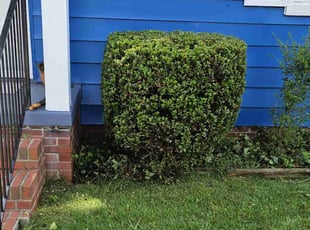 Bush Trimming by Nathaniel Howard for Ron A. in Richmond, VA