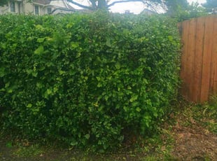 Bush Trimming by Daniel DomΓnguez for Chudi S. in Lansdale, PA