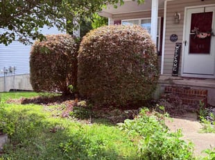 Bush Trimming by Bryant Gindlesperger for Matthew R. in Kernersville, NC