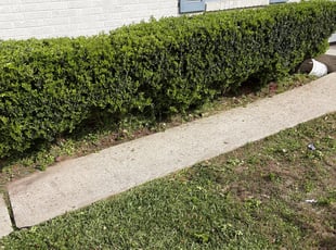 Bush Trimming by Gary Allen for Jayro m. in Terrytown, LA