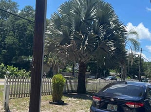 Bush Trimming by Dwaylon Peterson for Erin S. in St. Petersburg, FL