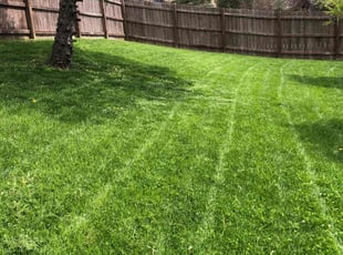 Lisa L.'s Lawn Mowing service result