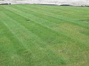 Michelle A.'s Lawn Mowing service result