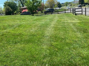 Doudou Z.'s Lawn Maintenance service result