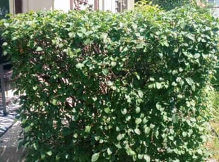 Bush Trimming by Robert Brown for James S. in Milwaukee, WI