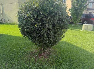 Bush Trimming by Luis Aviles for Josh A. in Winter Haven, FL