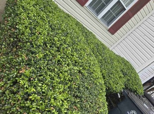 Bush Trimming by Luis Velasco Iraheta for Nicole W. in Capitol Heights, MD