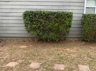 Bush Trimming by Kenneth Pope for Monique E. in Woodstock, GA