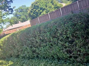 Bush Trimming by Jesus Valencia for John M. in Plano, TX