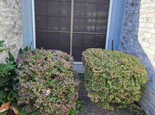 Bush Trimming by Briana Rivera for Keith H. in Katy, TX