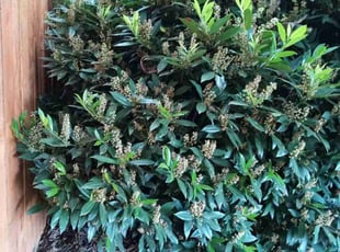 Bush Trimming by Dennis Wy for Lisa S. in Portland, OR