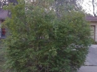 Bush Trimming by Steve Flint for Racheal Y. in Independence, MO