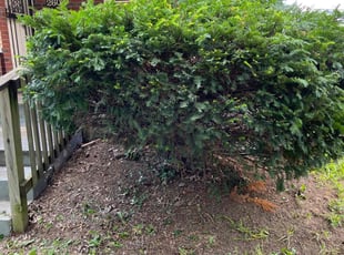 Bush Trimming by Aaron Durham for Jacqueline H. in Louisville, KY