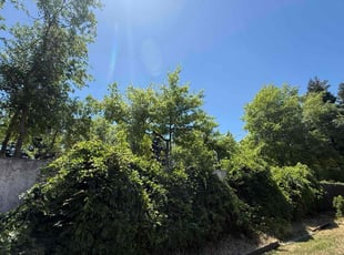 Bush Trimming by Diego Mojica for Floyd M. in Antelope, CA