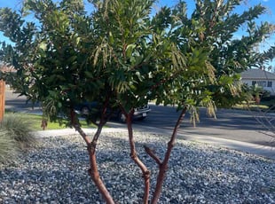 Bush Trimming by Ramon Mojica for Rebecca M. in Sacramento, CA