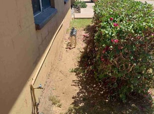 Bush Trimming by Marvin Gray for Mike B. in Phoenix, AZ