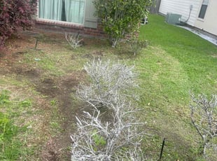 Weeding by Carl George for Yoon Ha L. in Baton Rouge, LA