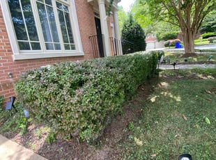Bush Trimming by Adolfo Andrade Vigil for Shivani B. in Bethesda, MD