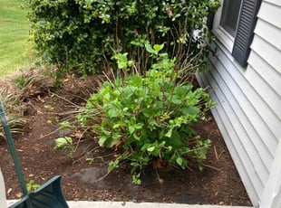 Leaf Removal by Robert Faison for Rebecca U. in Bowie, MD