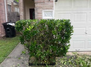 Bush Trimming by Kimberly González for Krystin M. in Houston, TX