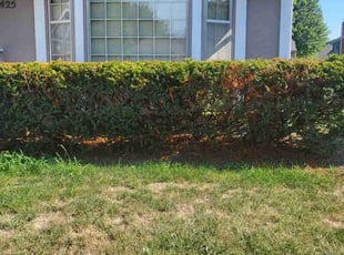 Bush Trimming by Melinda Bartling for Andrew F. in Olathe, KS