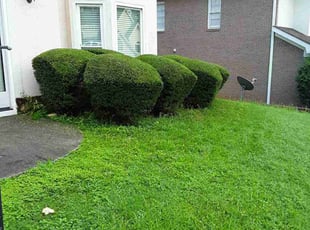 Bush Trimming by Jerry Gross Jr for Kelvin L. in Atlanta, GA