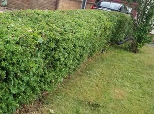 Bush Trimming by Willie Tisdel for Charles P. in Bedford, OH