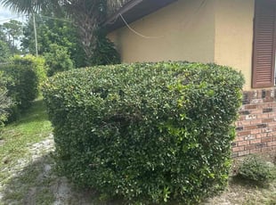 Bush Trimming by Gabriel Morales for Jacquelyn K. in Deltona, FL
