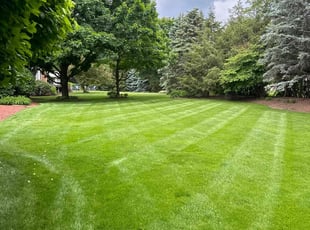 Amy A.'s Lawn Mowing Service service result