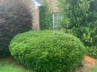 Bush Trimming by Carmie Chisolm for Icey K. in McDonough, GA