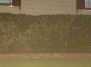 Bush Trimming by Bryan Osment for B P. in Spartanburg, SC