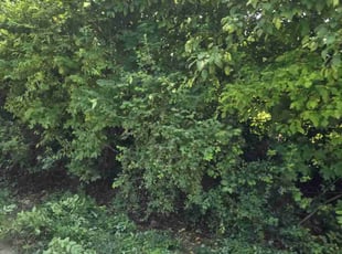 Bush Trimming by CHRISTOPHER SALYERS for Matthew T. in Newark, OH