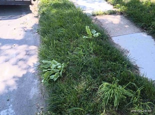 Leaf Removal by Lamonee Jackman for Jared D. in Omaha, NE