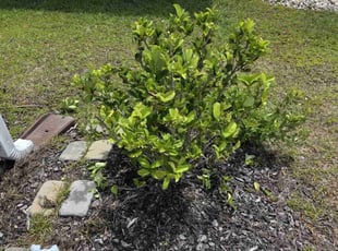 Bush Trimming by Devin Kemp for Calvin B. in Myrtle Beach, SC
