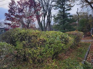 Bush Trimming by Shane Chabot for Amy A. in Worcester, MA