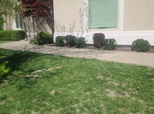 Bush Trimming by Jarrod Bowers for Dawn T. in Wichita, KS
