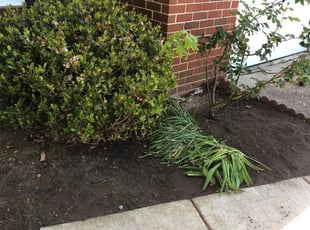 Weeding by John Morrisroe for Matthew A. in Virginia Beach, VA