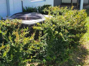 Bush Trimming by Coty Thomas for Maher Z. in Zephyrhills, FL