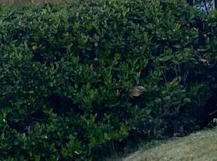 Bush Trimming by Jarell Tucker for Julian C. in Washington, DC