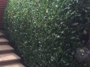Bush Trimming by Jeffery Crumpler for Will T. in Alexandria, VA