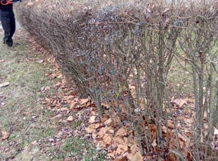 Bush Trimming by Steve Johnson for Edward B. in Columbus, OH