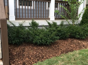 Mulching by Daniel Shaw for Steve S. in Nashville, TN